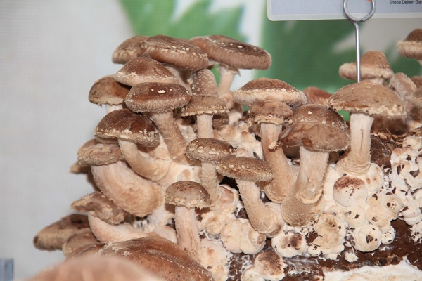 BUGA2011   052.jpg